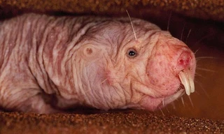 Chuột chũi không lông sở hữu nhiều khả năng khiến con người kinh ngạc.