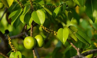 1001 thắc mắc: Loài cây nào mà đứng cạnh cũng khiến con người mất mạng?