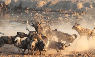 Loài chó hoang châu Phi. (Ảnh: NextHoliday)