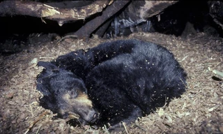 1001 thắc mắc: Gấu đi vệ sinh thế nào khi ngủ đông tới vài tháng?