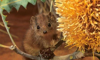 Giao phối đến chết thường chỉ xuất hiện ở động vật không xương sống. Kaluta là trường hợp cá biệt ở những loài thú có vú - Ảnh: Createrangerparks