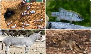 1001 thắc mắc: Loài vật nào chịu nóng giỏi nhất quả đất?