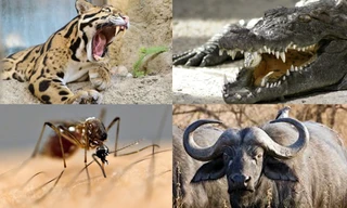 1001 thắc mắc: Loài vật nhỏ bé nào sát hại nhiều người nhất?