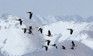 Ngỗng Đầu sọc 