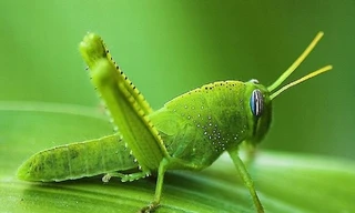 Châu chấu có thể đánh hơi được bom?