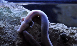 1001 thắc mắc: Động vật nào cực lười, 10 năm không ăn, tuổi thọ vẫn 100 tuổi?