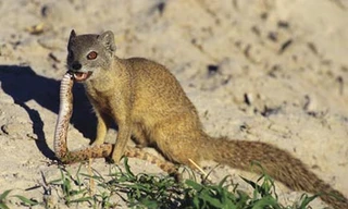 1001 thắc mắc: Những loài vật nào có khả năng kháng độc tuyệt diệu?