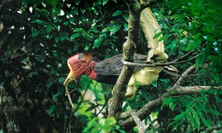 im Tê Điểu đực ngậm côn trùng về cho gia đình của nó bằng chiếc mỏ đặc biệt nhất trong thế giới chim mỏ sừng.