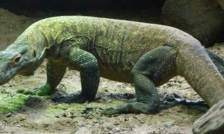 1001 thắc mắc: Vì sao rồng Komodo cái 'đoản mệnh' hơn con đực?