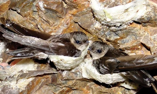 1001 thắc mắc: Loài chim nào ngủ, giao phối khi đang bay?