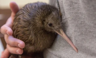 1001 thắc mắc: Loài chim nào đẻ trứng ‘khủng’ nhất so với cơ thể?