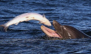 1001 thắc mắc: Vì sao nói cá heo nghiện sex, dùng dương vật để khám phá mọi thứ?