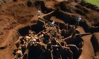 Bạn có tin đây là tổ kiến?