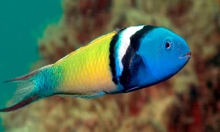 1001 thắc mắc: Loài cá nào chỉ mất 20 ngày để chuyển giới từ cái thành đực?