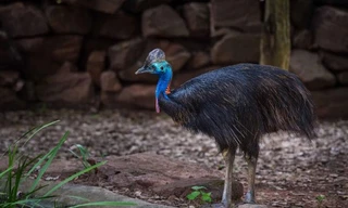 1001 thắc mắc: Loài chim nào nguy hiểm nhất thế giới có móng sắc như dao?