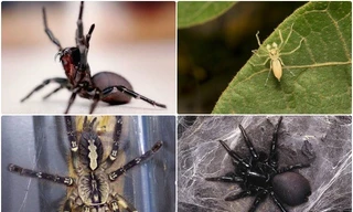 1001 thắc mắc: Loài nhện nào đáng sợ nhất thế giới?