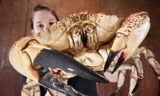 Cua khổng lồ Ttasmania