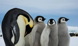 1001 thắc mắc: Chim cánh cụt phát ra âm thanh dưới nước khi chúng săn mồi?