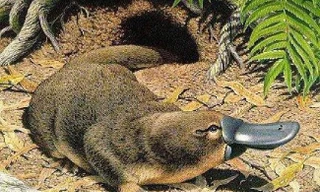 1001 thắc mắc: Loài động vật có vú nào không sinh con mà lại đẻ trứng