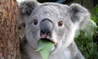 1001 thắc mắc: Loài vật nào cũng có dấu vân tay như con người?