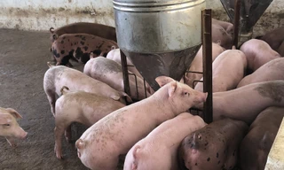 Giá heo hơi từ đầu năm đến nay luôn duy trì ở mức cao, lúc thấp nhất đạt 73.000-75.000 đồng/kg, cao nhất lên tới 93.000-95.000 đồng/kg, nhờ đó các doanh nghiệp, chủ trang trại còn duy trì được đàn lợn hầu hết đều thu lãi. Ảnh: M.H