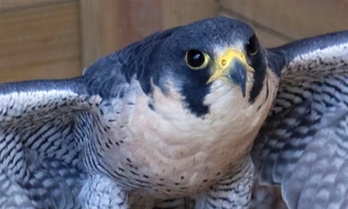 Sở hữu tốc độ lên đến 398 km/giờ, chim Cắt lớn chính là loài động vật nhanh nhất hành tinh