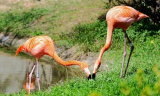 1001 thắc mắc: Có phải chim hồng hạc luôn ‘sống chết có nhau’?