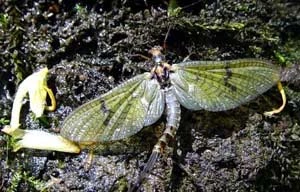 Phù du là loài vật có tuổi thọ ngắn nhất trên trái đất này