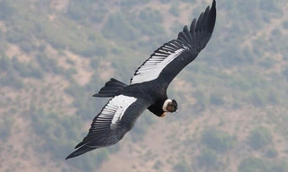 1001 thắc mắc: Chim kền kền bay mà không cần vỗ cánh?