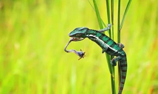 Lưỡi của tắc kè có thể đạt vận tốc gần 100 km/h chỉ sau 1/100 giây