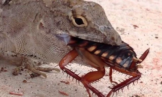 Sự thay đổi thói quen ăn uống của thằn lằn có thể phá vỡ chuỗi thức ăn khi nhiệt độ nóng lên.