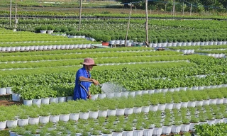 Thương lái từ Hà Nội vào thủ phủ hoa Sa Đéc đặt hàng Tết