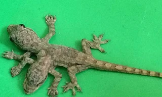 Tắc kè 2 đầu, 6 chân kì lạ được tìm thấy tại Thái Lan