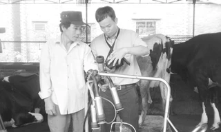 Vùng chăn nuôi bò sữa bền vững - giải pháp tăng hiệu quả kinh tế