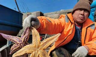 Ngư dân Trung Quốc sợ hãi vì 'cướp biển 5 chân' ăn sạch ngao