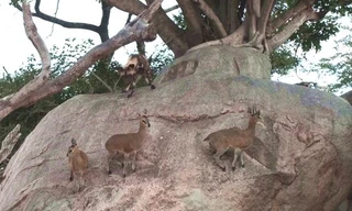 Bị đàn chó hoang vây giết, linh dương sống sót nhờ khả năng leo trèo tuyệt đỉnh 