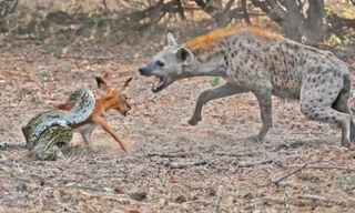 Săn được linh dương, trăn lại bị linh cẩu nẫng tay trên trong chớp mắt 