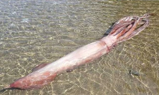 Mực vua dài 3m dạt vào bờ, chuyên gia Nhật lo ngại sóng thần