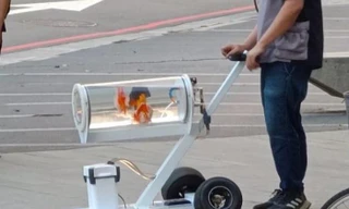 Chàng trai tự chế "siêu xe" dắt cá vàng thú cưng dạo phố