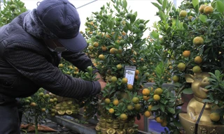 Quất bonsai được mùa, có những vườn đã có người đặt hết 2/3 số lượng cây trong vườn