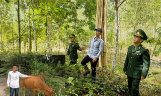 Anh Phạm Ngọc M. cùng cán bộ Biên phòng đi thăm vườn keo được CLB tình thương hỗ trợ vốn vay (ảnh lớn); anh rất “mát tay” nuôi bò lớn nhanh (ảnh nhỏ) 
