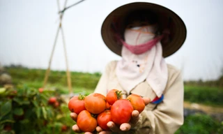 Nông sản ở Hải Dương chờ giải cứu