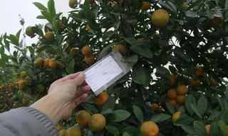 Những cây quất đẹp, quả to, sai đều đã có chủ từ nhiều ngày trước 