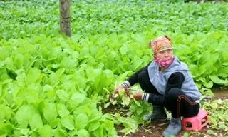 Nông dân tại Hoài Đức, Hà Nội vừa nhổ cải vừa ngóng chờ người đến mua. Ảnh: Trọng Tài