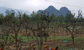 Na vườn ở Chi Lăng. ảnh: XB