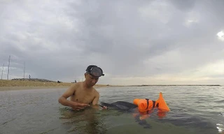 Anh Lê Chiến, thành viên đội đang chăm sóc cho chú cá heo bị thương dạt vào bờ biển tỉnh Quảng Nam. Ảnh: NVCC