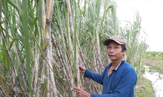 Ông Cao Trung Việt bên ruộng mía của mình  ẢNH: HÒA HỘI