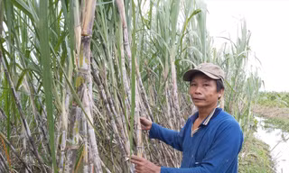Ông Cao Trung Việt bên ruộng mía của mình  ẢNH: HÒA HỘI