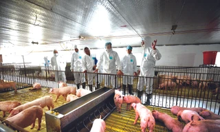 Bộ trưởng NN&PTNT kiểm tra công tác tái đàn, tăng đàn ở doanh nghiệp chăn nuôi lớn