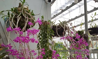 Lan được khách của hàng Hiếu mời chào giá từ 2 đến 12 tỷ Ảnh: M.Đ 